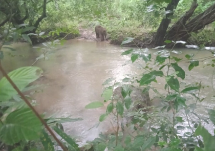 Elephant suffers grievous injury in Maoist IED blast in Jharkhand’s Saranda forest | Elephant suffers grievous injury in Maoist IED blast in Jharkhand’s Saranda forest