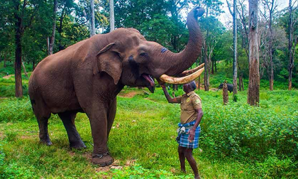 CM Stalin inaugurates TN's second Mahout village at Anamalai Tiger Reserve | CM Stalin inaugurates TN's second Mahout village at Anamalai Tiger Reserve