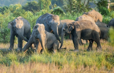 Tamil Nadu’s wild elephant population rises to 3,170: Survey | Tamil Nadu’s wild elephant population rises to 3,170: Survey