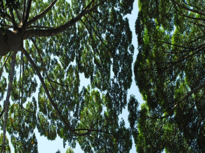 UN climate summit: Sector leaders pitch for means to align funding of developing nations | UN climate summit: Sector leaders pitch for means to align funding of developing nations