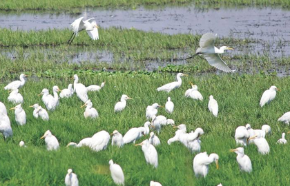 CMDA halts building permits around Pallikaranai marshland after NGT order | CMDA halts building permits around Pallikaranai marshland after NGT order