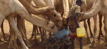 Death toll from Rift Valley Fever outbreak in Senegal rises to 17 | Death toll from Rift Valley Fever outbreak in Senegal rises to 17 Death toll from Rift Valley Fever outbreak in Senegal rises to 17 | Death toll from Rift Valley Fever outbreak in Senegal rises to 17