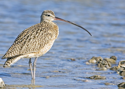 Migratory bird slender-billed curlew extinct now | Migratory bird slender-billed curlew extinct now Migratory bird slender-billed curlew extinct now | Migratory bird slender-billed curlew extinct now