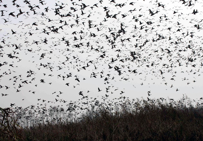 Migratory birds arrive in thousands as Kashmir prepares to host them for winter months | Migratory birds arrive in thousands as Kashmir prepares to host them for winter months Migratory birds arrive in thousands as Kashmir prepares to host them for winter months | Migratory birds arrive in thousands as Kashmir prepares to host them for winter months