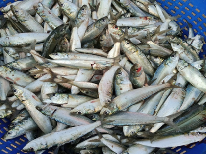 CMFRI sets ambitious 25 lakh tonne mariculture target by 2047 | CMFRI sets ambitious 25 lakh tonne mariculture target by 2047 CMFRI sets ambitious 25 lakh tonne mariculture target by 2047 | CMFRI sets ambitious 25 lakh tonne mariculture target by 2047