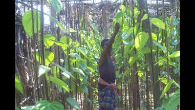 Betel leaf farmers in TN's Dharmapuri seek govt support amid falling prices | Betel leaf farmers in TN's Dharmapuri seek govt support amid falling prices Betel leaf farmers in TN's Dharmapuri seek govt support amid falling prices | Betel leaf farmers in TN's Dharmapuri seek govt support amid falling prices