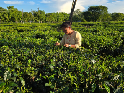 Nagaland varsity study explores tea blossoms’ potential for wellness products, rural growth | Nagaland varsity study explores tea blossoms’ potential for wellness products, rural growth