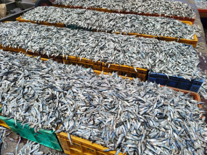 CMFRI cautions against fishing of juvenile sardine, urges following MLS criteria | CMFRI cautions against fishing of juvenile sardine, urges following MLS criteria CMFRI cautions against fishing of juvenile sardine, urges following MLS criteria | CMFRI cautions against fishing of juvenile sardine, urges following MLS criteria