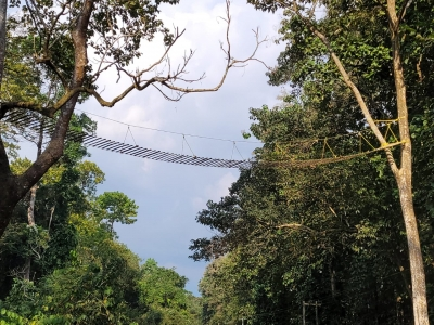Bengal government ignored central caution on reducing forest areas in Darjeeling hills | Bengal government ignored central caution on reducing forest areas in Darjeeling hills
