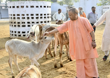 UP govt's unique initiative to make cow shelters self-sustaining | UP govt's unique initiative to make cow shelters self-sustaining UP govt's unique initiative to make cow shelters self-sustaining | UP govt's unique initiative to make cow shelters self-sustaining
