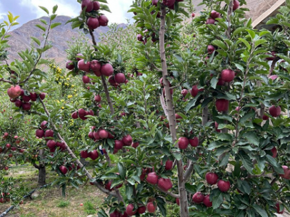 Pesticide-free apples of Himachal Pradesh's Spiti get remunerative prices | Pesticide-free apples of Himachal Pradesh's Spiti get remunerative prices Pesticide-free apples of Himachal Pradesh's Spiti get remunerative prices | Pesticide-free apples of Himachal Pradesh's Spiti get remunerative prices