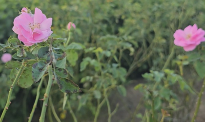 In UP’s Kannauj, rose cultivation giving a fillip to farmers’ income | In UP’s Kannauj, rose cultivation giving a fillip to farmers’ income In UP’s Kannauj, rose cultivation giving a fillip to farmers’ income | In UP’s Kannauj, rose cultivation giving a fillip to farmers’ income