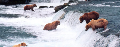 Slovenians urge govt to curb rising brown bear population | Slovenians urge govt to curb rising brown bear population Slovenians urge govt to curb rising brown bear population | Slovenians urge govt to curb rising brown bear population