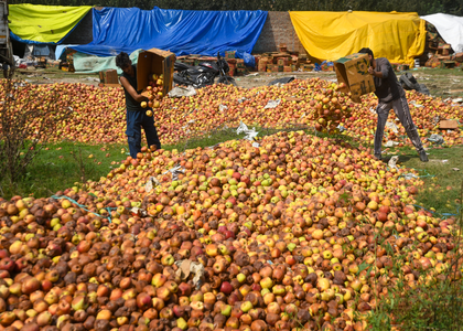 J&K govt to crack down on artificial colouring of apples | J&K govt to crack down on artificial colouring of apples J&K govt to crack down on artificial colouring of apples | J&K govt to crack down on artificial colouring of apples