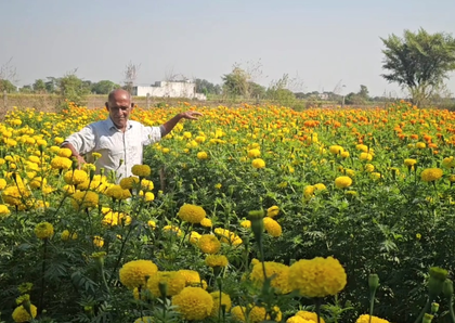 Samba farmer earns lakhs from floriculture, becomes symbol of modern farming | Samba farmer earns lakhs from floriculture, becomes symbol of modern farming Samba farmer earns lakhs from floriculture, becomes symbol of modern farming | Samba farmer earns lakhs from floriculture, becomes symbol of modern farming