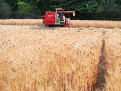 Himachal govt procures 140 quintals of naturally grown barley | Himachal govt procures 140 quintals of naturally grown barley Himachal govt procures 140 quintals of naturally grown barley | Himachal govt procures 140 quintals of naturally grown barley