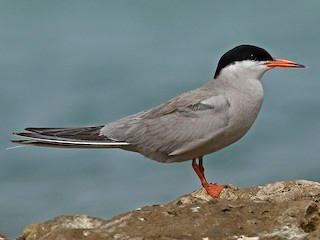 Rare Arctic and White-Cheeked Terns spotted for first time in TN‘s Puthalam Saltpans | Rare Arctic and White-Cheeked Terns spotted for first time in TN‘s Puthalam Saltpans Rare Arctic and White-Cheeked Terns spotted for first time in TN‘s Puthalam Saltpans | Rare Arctic and White-Cheeked Terns spotted for first time in TN‘s Puthalam Saltpans
