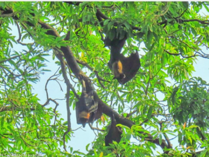 During Diwali, Perambur in TN chooses silence to protect its sacred bats | During Diwali, Perambur in TN chooses silence to protect its sacred bats During Diwali, Perambur in TN chooses silence to protect its sacred bats | During Diwali, Perambur in TN chooses silence to protect its sacred bats