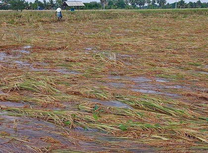 Heavy rain submerges paddy crop in TN's Thanjavur, farmers fear losses | Heavy rain submerges paddy crop in TN's Thanjavur, farmers fear losses Heavy rain submerges paddy crop in TN's Thanjavur, farmers fear losses | Heavy rain submerges paddy crop in TN's Thanjavur, farmers fear losses