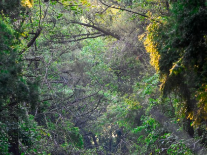 India ranks 9th globally in forest area, retains 3rd spot in annual forest area gain: Minister | India ranks 9th globally in forest area, retains 3rd spot in annual forest area gain: Minister India ranks 9th globally in forest area, retains 3rd spot in annual forest area gain: Minister | India ranks 9th globally in forest area, retains 3rd spot in annual forest area gain: Minister