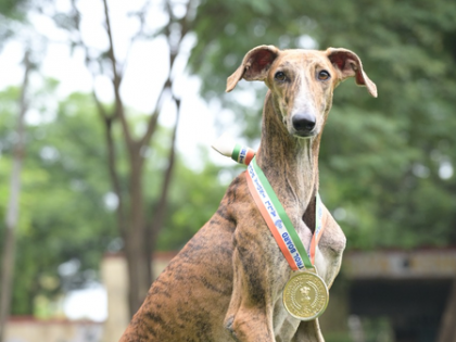 BSF to showcase 1st-ever Indian breed dog contingent at Ekta Diwas Parade in Gujarat | BSF to showcase 1st-ever Indian breed dog contingent at Ekta Diwas Parade in Gujarat BSF to showcase 1st-ever Indian breed dog contingent at Ekta Diwas Parade in Gujarat | BSF to showcase 1st-ever Indian breed dog contingent at Ekta Diwas Parade in Gujarat