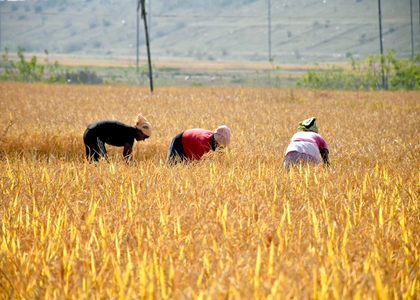 48.44 lakh metric tonnes paddy procured in Haryana | 48.44 lakh metric tonnes paddy procured in Haryana 48.44 lakh metric tonnes paddy procured in Haryana | 48.44 lakh metric tonnes paddy procured in Haryana