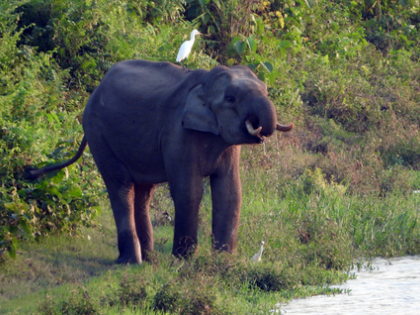 Bengal: Three killed in elephant attacks in last 24 hours | Bengal: Three killed in elephant attacks in last 24 hours Bengal: Three killed in elephant attacks in last 24 hours | Bengal: Three killed in elephant attacks in last 24 hours