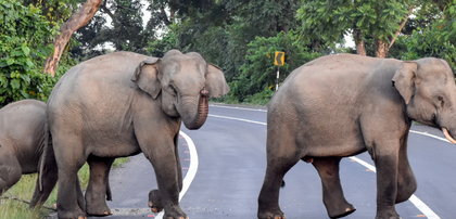 Two wild elephants die in TN’s Coimbatore district | Two wild elephants die in TN’s Coimbatore district Two wild elephants die in TN’s Coimbatore district | Two wild elephants die in TN’s Coimbatore district