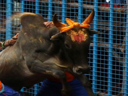 K'taka: Diwali traditional fest turns tragic as 3 killed in bull-taming competition | K'taka: Diwali traditional fest turns tragic as 3 killed in bull-taming competition K'taka: Diwali traditional fest turns tragic as 3 killed in bull-taming competition | K'taka: Diwali traditional fest turns tragic as 3 killed in bull-taming competition
