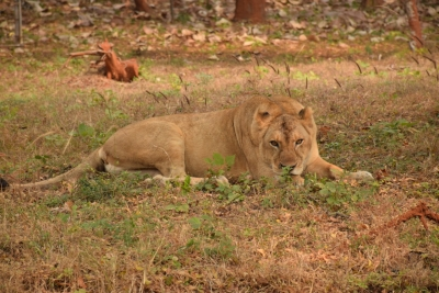 Gujarat: Lioness drowns in Junagadh canal | Gujarat: Lioness drowns in Junagadh canal Gujarat: Lioness drowns in Junagadh canal | Gujarat: Lioness drowns in Junagadh canal