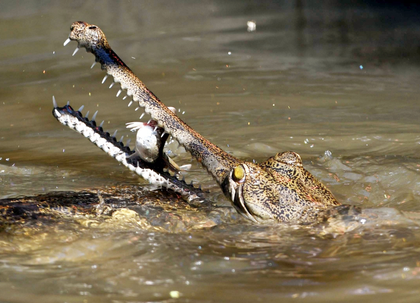 Alert in Tamil Nadu's Chidambaram village after sighting crocodiles | Alert in Tamil Nadu's Chidambaram village after sighting crocodiles Alert in Tamil Nadu's Chidambaram village after sighting crocodiles | Alert in Tamil Nadu's Chidambaram village after sighting crocodiles