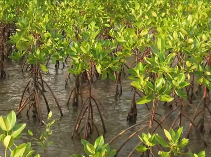 PM Modi spotlights Kutch mangrove revival in Mann Ki Baat, urges nationwide tree planting | PM Modi spotlights Kutch mangrove revival in Mann Ki Baat, urges nationwide tree planting PM Modi spotlights Kutch mangrove revival in Mann Ki Baat, urges nationwide tree planting | PM Modi spotlights Kutch mangrove revival in Mann Ki Baat, urges nationwide tree planting