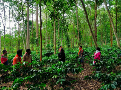 PM Modi praises Koraput Coffee: Odisha Guv, CM hail recognition as major boost for local farmers | PM Modi praises Koraput Coffee: Odisha Guv, CM hail recognition as major boost for local farmers PM Modi praises Koraput Coffee: Odisha Guv, CM hail recognition as major boost for local farmers | PM Modi praises Koraput Coffee: Odisha Guv, CM hail recognition as major boost for local farmers