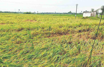 TN delta farmers demand Rs 35,000 per acre compensation as waterlogging damages crops | TN delta farmers demand Rs 35,000 per acre compensation as waterlogging damages crops TN delta farmers demand Rs 35,000 per acre compensation as waterlogging damages crops | TN delta farmers demand Rs 35,000 per acre compensation as waterlogging damages crops