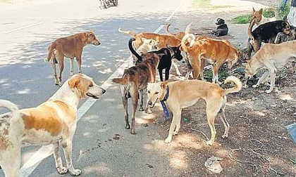 TN to appoint 76 animal welfare officers, set up 138 new centres for stray dog control | TN to appoint 76 animal welfare officers, set up 138 new centres for stray dog control TN to appoint 76 animal welfare officers, set up 138 new centres for stray dog control | TN to appoint 76 animal welfare officers, set up 138 new centres for stray dog control