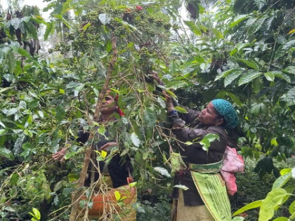 Karnataka coffee growers elated over PM Modi’s praise for Indian coffee | Karnataka coffee growers elated over PM Modi’s praise for Indian coffee Karnataka coffee growers elated over PM Modi’s praise for Indian coffee | Karnataka coffee growers elated over PM Modi’s praise for Indian coffee