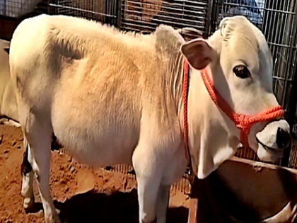 Punganur cow steals the spotlight at Pushkar Fair | Punganur cow steals the spotlight at Pushkar Fair Punganur cow steals the spotlight at Pushkar Fair | Punganur cow steals the spotlight at Pushkar Fair