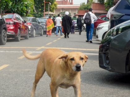 Noida Authority prepares special plan for street dogs following SC order | Noida Authority prepares special plan for street dogs following SC order Noida Authority prepares special plan for street dogs following SC order | Noida Authority prepares special plan for street dogs following SC order