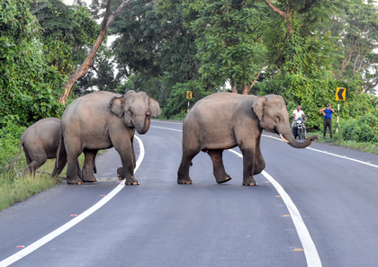 Coimbatore forest officials turn to AI, thermal cameras to tackle rising elephant raids in neighbourhood | Coimbatore forest officials turn to AI, thermal cameras to tackle rising elephant raids in neighbourhood Coimbatore forest officials turn to AI, thermal cameras to tackle rising elephant raids in neighbourhood | Coimbatore forest officials turn to AI, thermal cameras to tackle rising elephant raids in neighbourhood