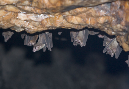 Scientists detect new Covid-like virus from moustached bats in Brazil | Scientists detect new Covid-like virus from moustached bats in Brazil Scientists detect new Covid-like virus from moustached bats in Brazil | Scientists detect new Covid-like virus from moustached bats in Brazil