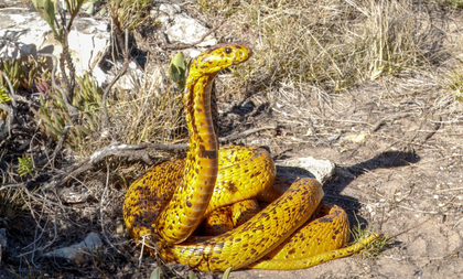 New antivenom effective against 17 African snake species | New antivenom effective against 17 African snake species New antivenom effective against 17 African snake species | New antivenom effective against 17 African snake species