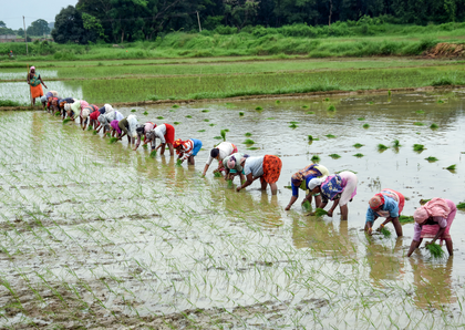 Paddy procurement in Eastern UP to begin from tomorrow | Paddy procurement in Eastern UP to begin from tomorrow
