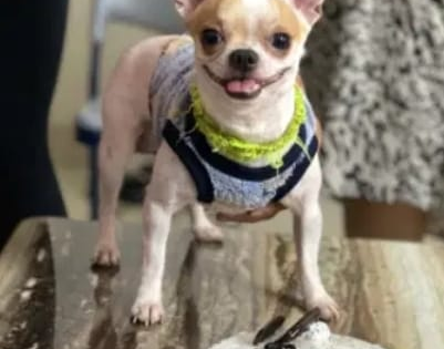 Domestic worker arrested for killing pet dog in Bengaluru | Domestic worker arrested for killing pet dog in Bengaluru