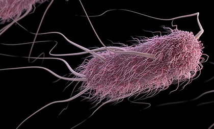Antimicrobial peptides can curb Salmonella, E. coli and help combat AMR: Study | Antimicrobial peptides can curb Salmonella, E. coli and help combat AMR: Study