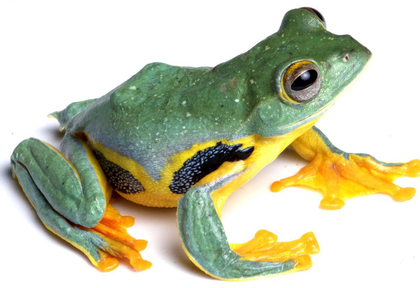 Vibrant aquatic and reptile life thrives along and beneath iconic grasslands of Assam’s Kaziranga National Park | Vibrant aquatic and reptile life thrives along and beneath iconic grasslands of Assam’s Kaziranga National Park Vibrant aquatic and reptile life thrives along and beneath iconic grasslands of Assam’s Kaziranga National Park | Vibrant aquatic and reptile life thrives along and beneath iconic grasslands of Assam’s Kaziranga National Park