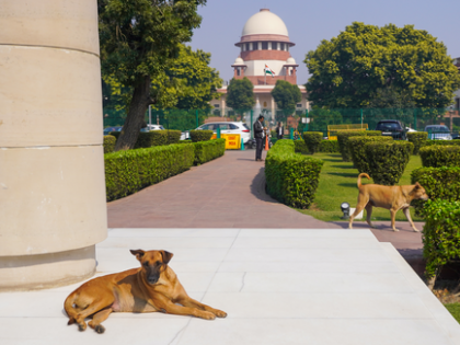 Stray dogs sense fear, may attack frightened individuals: SC | Stray dogs sense fear, may attack frightened individuals: SC Stray dogs sense fear, may attack frightened individuals: SC | Stray dogs sense fear, may attack frightened individuals: SC