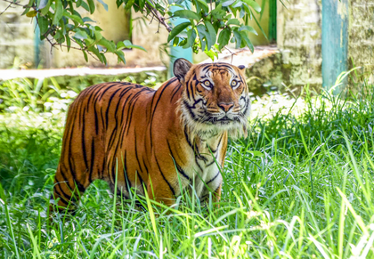 Farmer killed in tiger attack in Karnataka's Mysuru | Farmer killed in tiger attack in Karnataka's Mysuru Farmer killed in tiger attack in Karnataka's Mysuru | Farmer killed in tiger attack in Karnataka's Mysuru