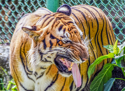 K’taka tiger attack: Safari operations suspended in Nagarahole and Bandipur reserves | K’taka tiger attack: Safari operations suspended in Nagarahole and Bandipur reserves K’taka tiger attack: Safari operations suspended in Nagarahole and Bandipur reserves | K’taka tiger attack: Safari operations suspended in Nagarahole and Bandipur reserves