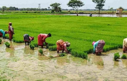 Farmers in TN's two districts seek extension of Nov 15 crop insurance deadline | Farmers in TN's two districts seek extension of Nov 15 crop insurance deadline