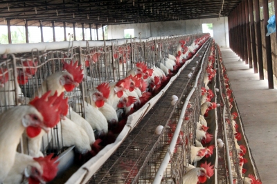 India's poultry sector likely to record 4-6 per cent revenue growth in 2025-26 as demand rises | India's poultry sector likely to record 4-6 per cent revenue growth in 2025-26 as demand rises
